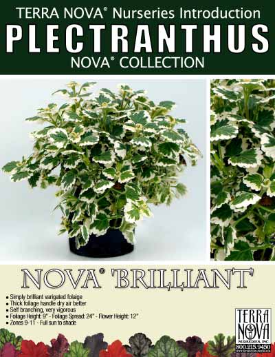Plectranthus NOVA® 'Brilliant' - Product Profile
