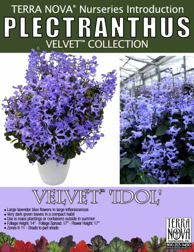 Plectranthus VELVET™ Idol - Product Profile