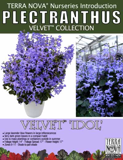 Plectranthus VELVET™ 'Idol' - Product Profile