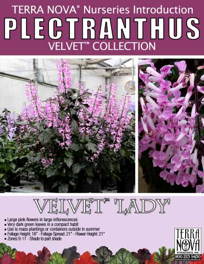 Plectranthus VELVET™ Lady - Product Profile