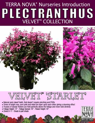 Plectranthus VELVET™ 'Starlet' - Product Profile