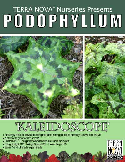 Podophyllum 'Kaleidoscope' - Product Profile