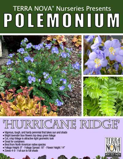 Polemonium 'Hurricane Ridge' - Product Profile