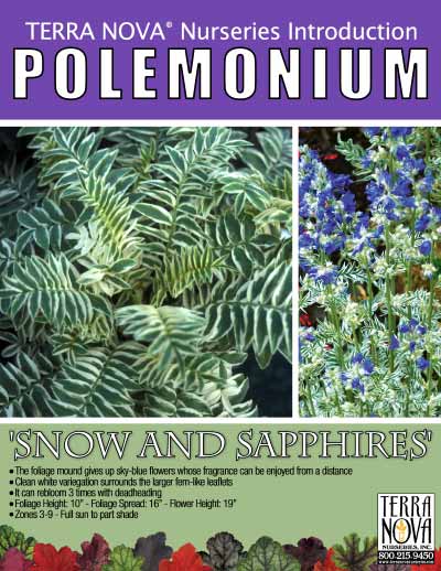 Polemonium 'Snow and Sapphires' - Product Profile