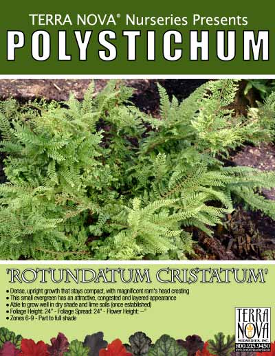 Polystichum 'Rotundatum Cristatum' - Product Profile
