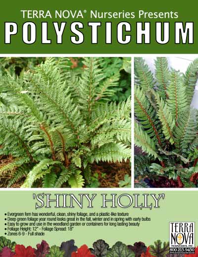 Polystichum 'Shiny Holly' - Product Profile
