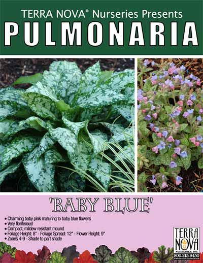 Pulmonaria 'Baby Blue' - Product Profile