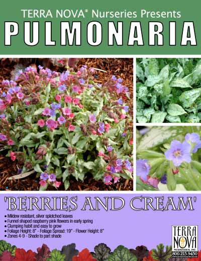 Pulmonaria 'Berries and Cream' - Product Profile