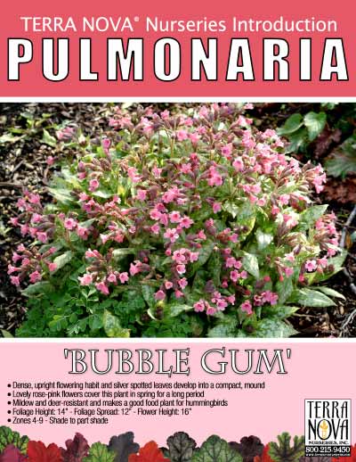 Pulmonaria 'Bubble Gum' - Product Profile