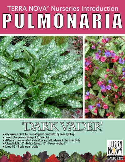 Pulmonaria 'Dark Vader' - Product Profile
