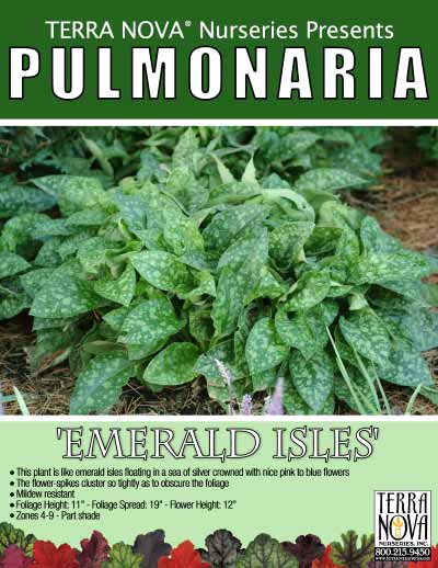 Pulmonaria 'Emerald Isles' - Product Profile