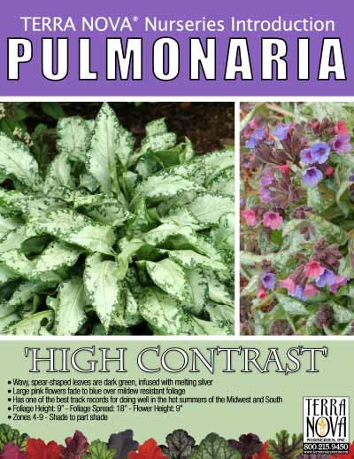 Pulmonaria 'High Contrast' - Product Profile