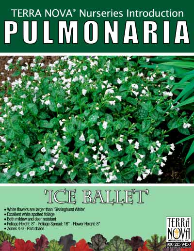Pulmonaria 'Ice Ballet' - Product Profile
