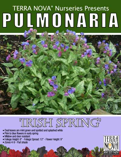 Pulmonaria 'Irish Spring' - Product Profile