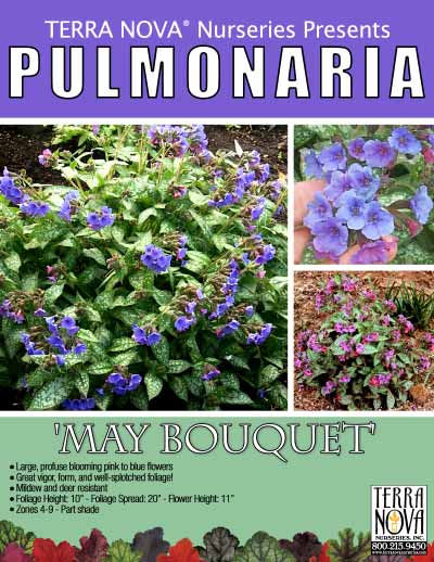 Pulmonaria 'May Bouquet' - Product Profile