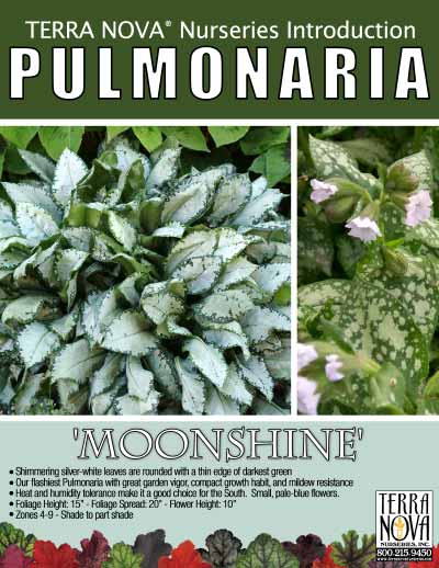 Pulmonaria 'Moonshine' - Product Profile
