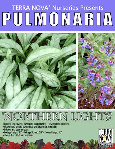 Pulmonaria 'Northern Lights' - Product Profile