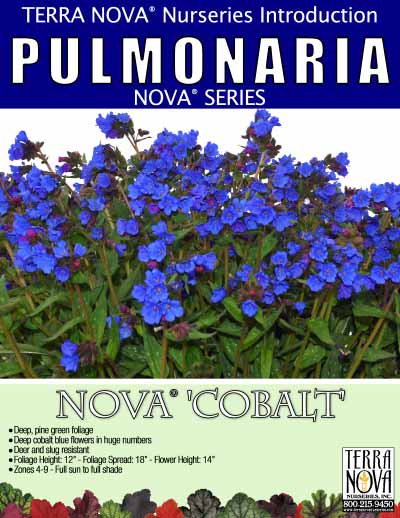 Pulmonaria NOVA® 'Cobalt' - Product Profile