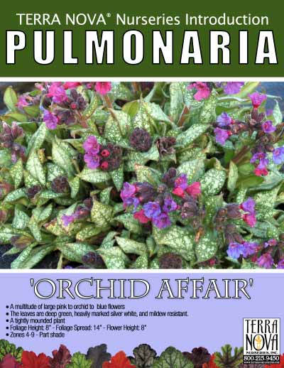 Pulmonaria 'Orchid Affair' - Product Profile
