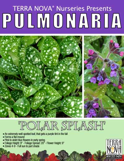 Pulmonaria 'Polar Splash' - Product Profile