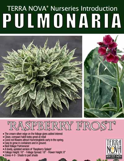 Pulmonaria 'Raspberry Frost' - Product Profile