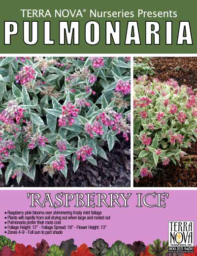 Pulmonaria 'Raspberry Ice' - Product Profile