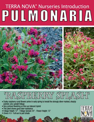 Pulmonaria 'Raspberry Splash' - Product Profile