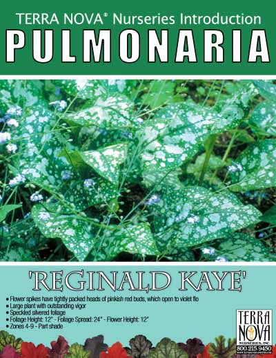 Pulmonaria 'Reginald Kaye' - Product Profile
