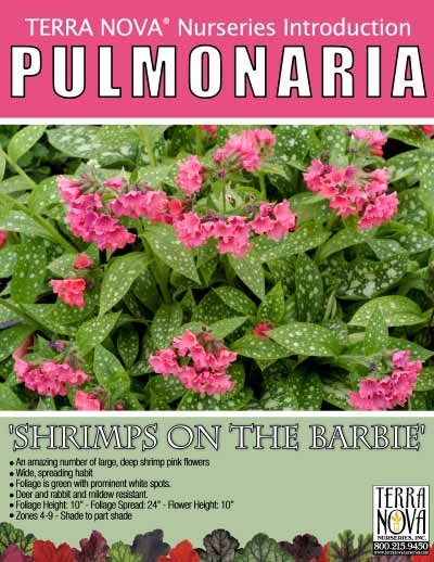 Pulmonaria 'Shrimps on the Barbie' - Product Profile