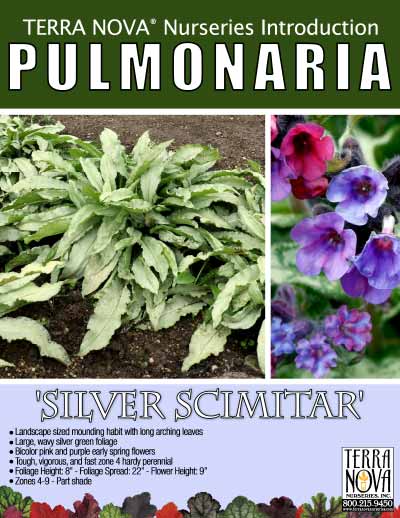 Pulmonaria 'Silver Scimitar' - Product Profile