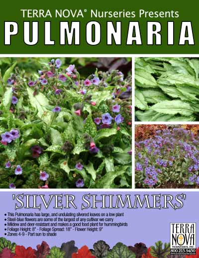 Pulmonaria 'Silver Shimmers' - Product Profile