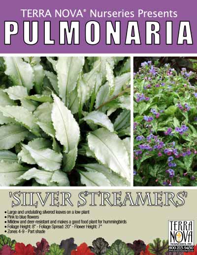 Pulmonaria 'Silver Streamers' - Product Profile