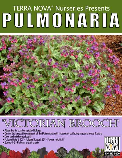 Pulmonaria 'Victorian Brooch' - Product Profile
