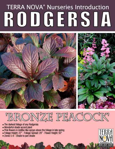 Rodgersia 'Bronze Peacock' - Product Profile