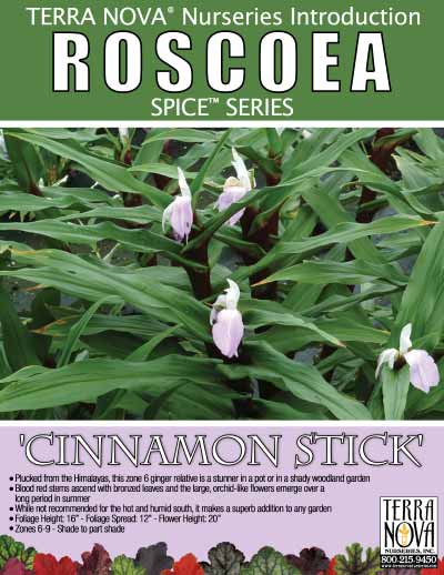 Roscoea 'Cinnamon Stick' - Product Profile