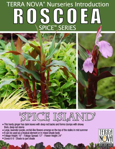Roscoea 'Spice Island' - Product Profile