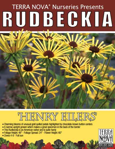 Rudbeckia 'Henry Eilers' - Product Profile