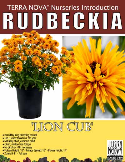 Rudbeckia 'Lion Cub' - Product Profile