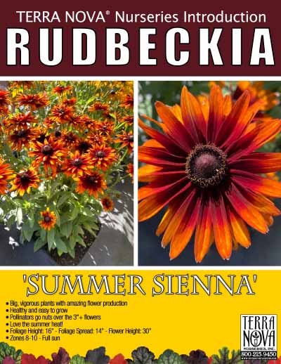 Rudbeckia 'Summer Sienna' - Product Profile