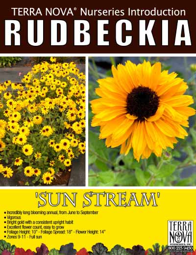 Rudbeckia 'Sun Stream' - Product Profile