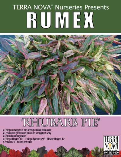 Rumex 'Rhubarb Pie' - Product Profile