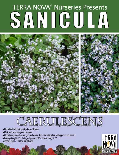 Sanicula caerulescens - Product Profile