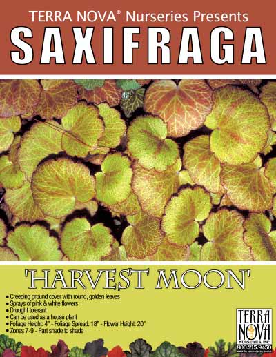 Saxifraga 'Harvest Moon' - Product Profile