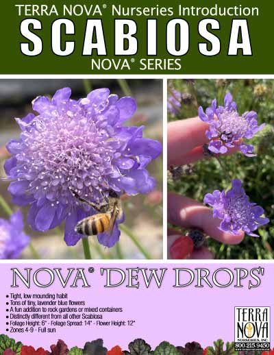 Scabiosa NOVA® 'Dew Drops' - Product Profile