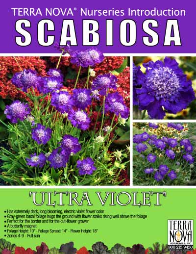 Scabiosa 'Ultra Violet' - Product Profile