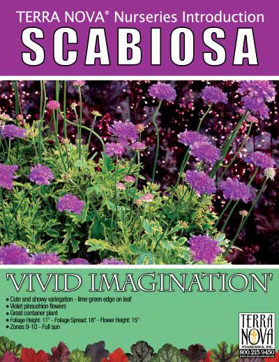 Scabiosa 'Vivid Imagination' - Product Profile