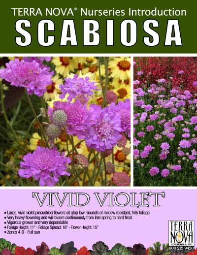 Scabiosa 'Vivid Violet' - Product Profile