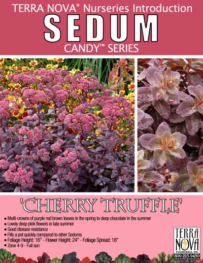 Sedum 'Cherry Truffle' - Product Profile