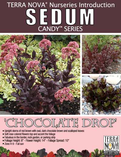 Sedum 'Chocolate Drop' - Product Profile