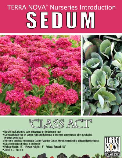 Sedum 'Class Act' - Product Profile